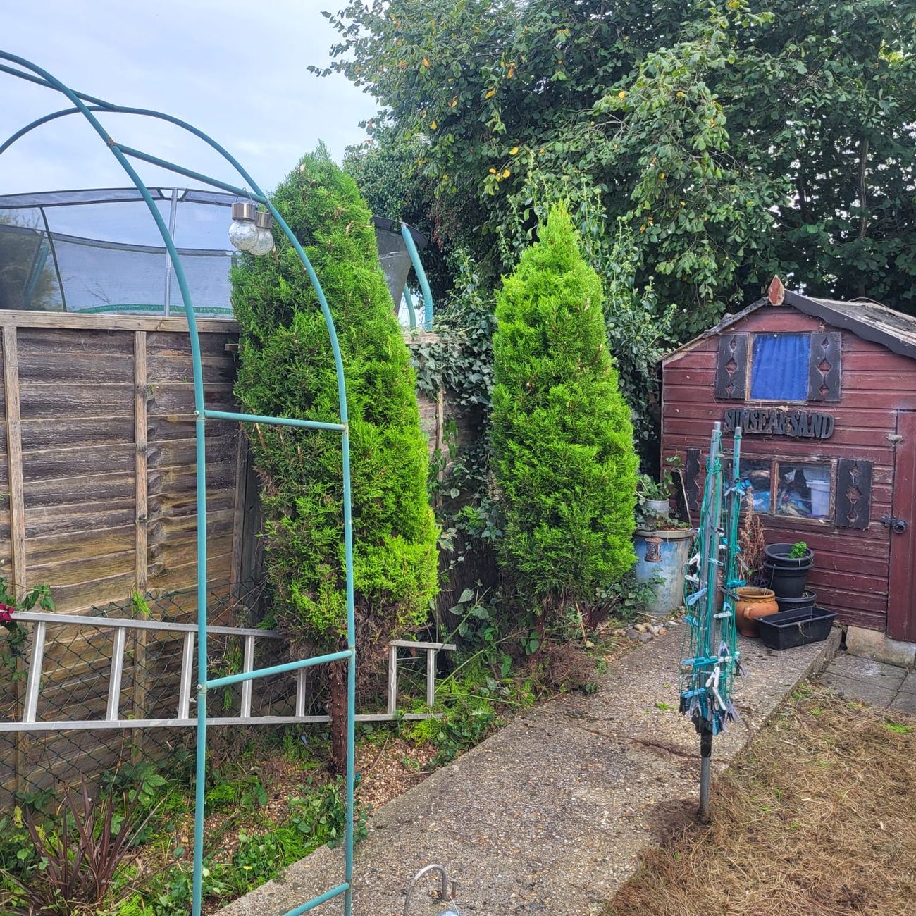 The same conifers taken back in and shaped — narrower, tidier, the path walkable again and the ivy stripped out from behind them.