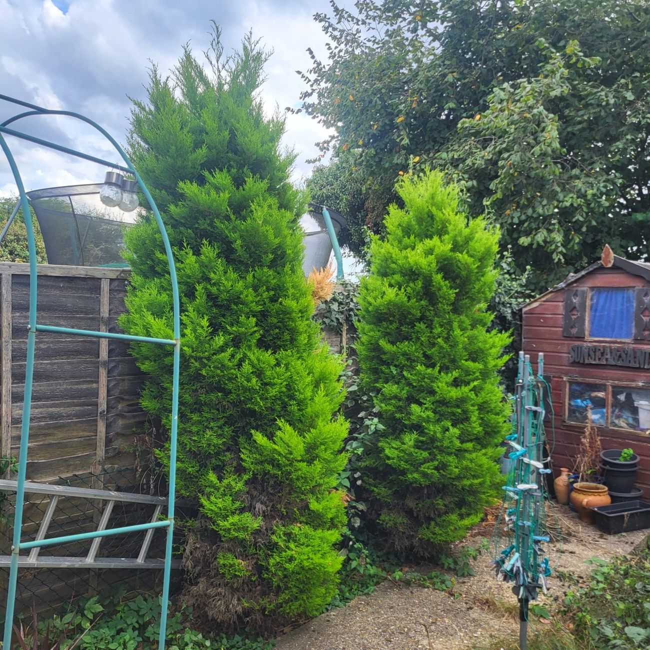 The conifers before the trim: wide, shaggy and growing out over the path, with ivy running up behind them into the fence panels.